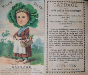 True Early Winningstadt Cabbage - Rice Seeds Advertising Card
