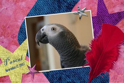 Something different-My Parrot