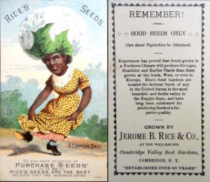 Cotton Lady -- Rice Seeds Advertising Card