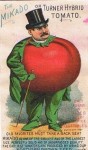 The Mikado or Turner Hybrid Tomato Man – Rice Seeds Advertising Card