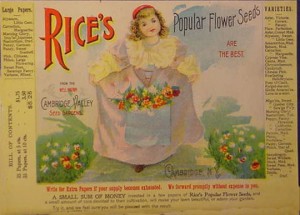 Rice's Popular Flower Seeds – Rice Seeds Advertising