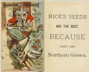 Hubbard Squash – Rice Seeds Advertising Card